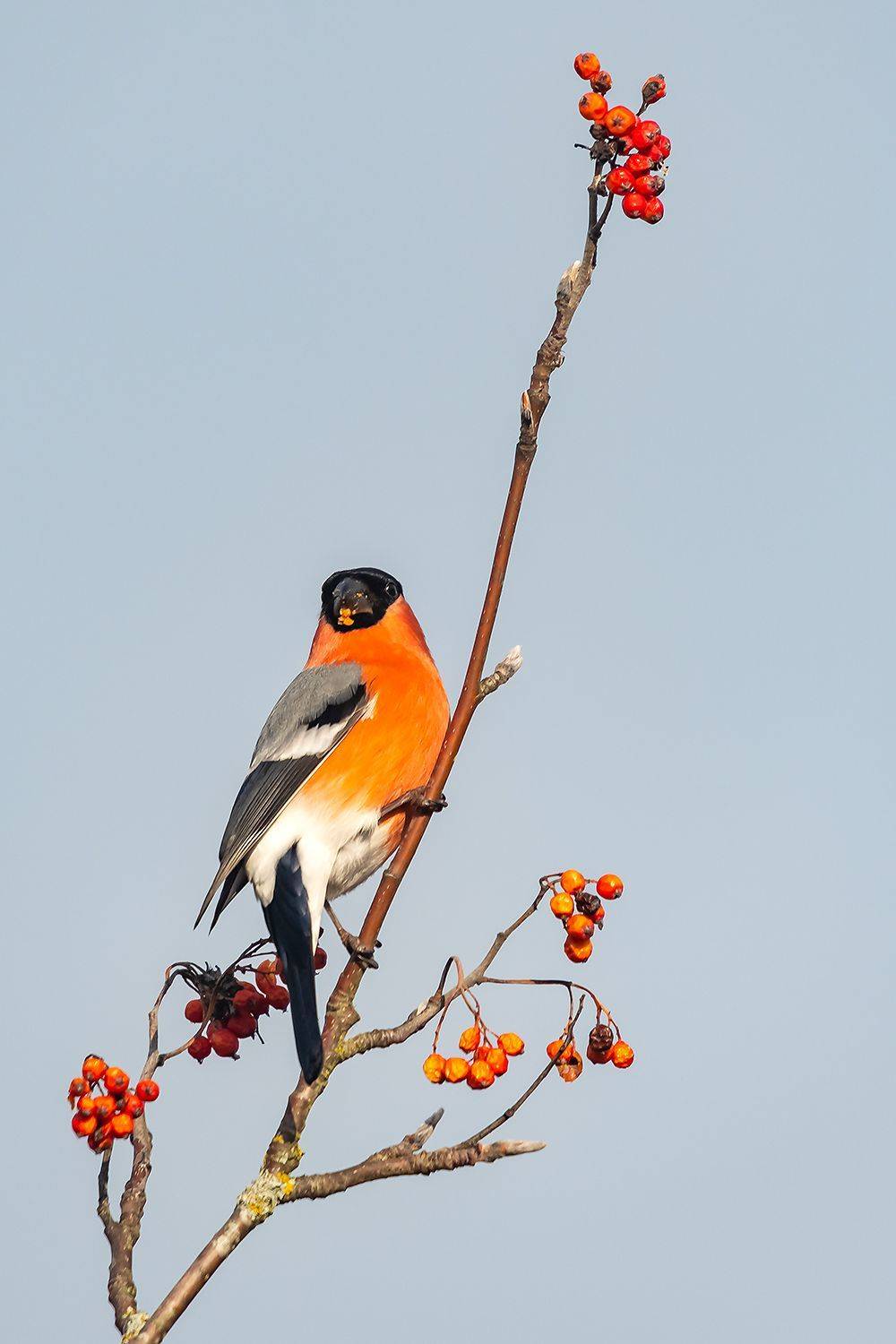 , Александр Абросимов