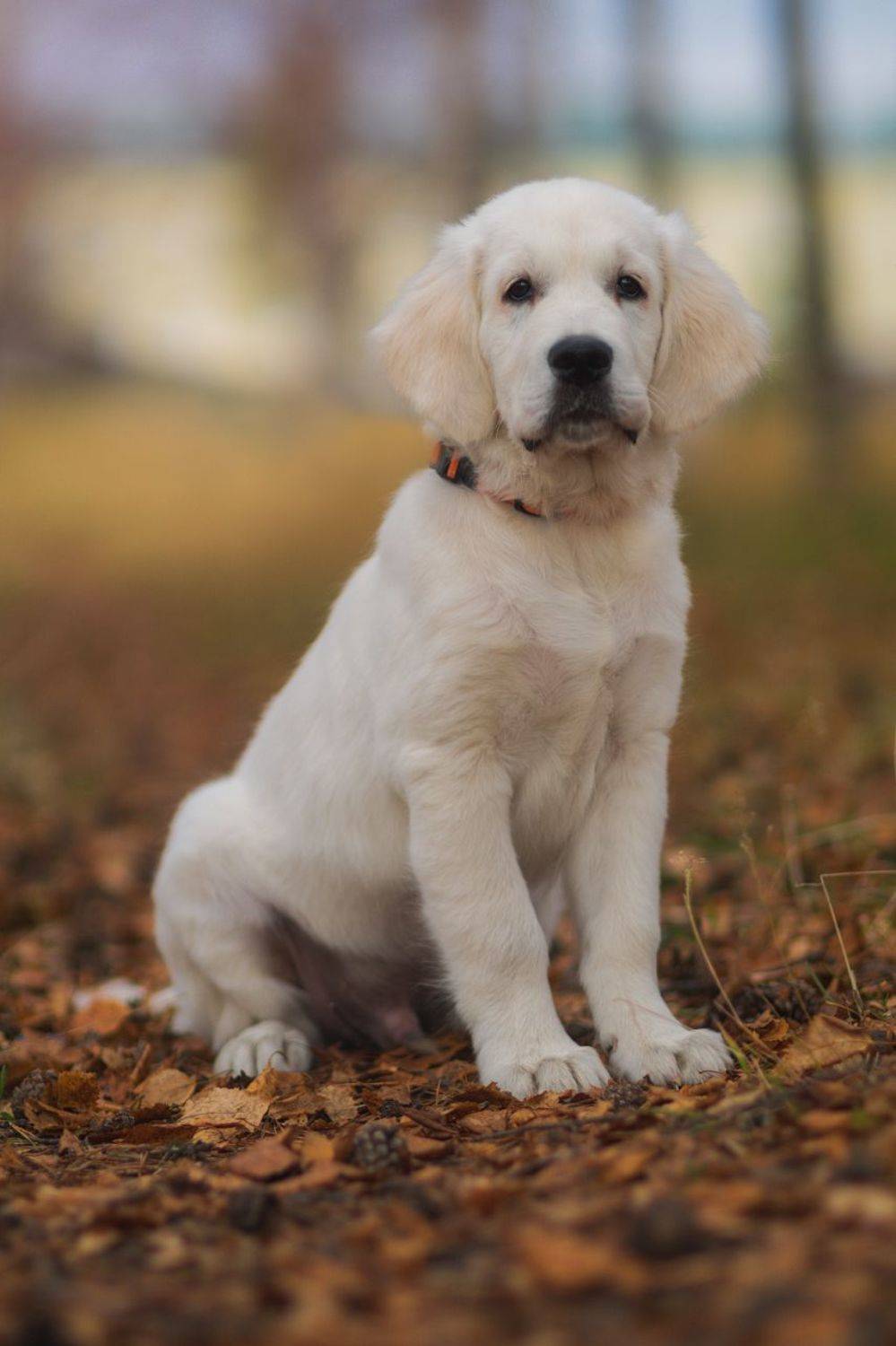 печора, золотистый ретривер, осень, Игорь Подобаев