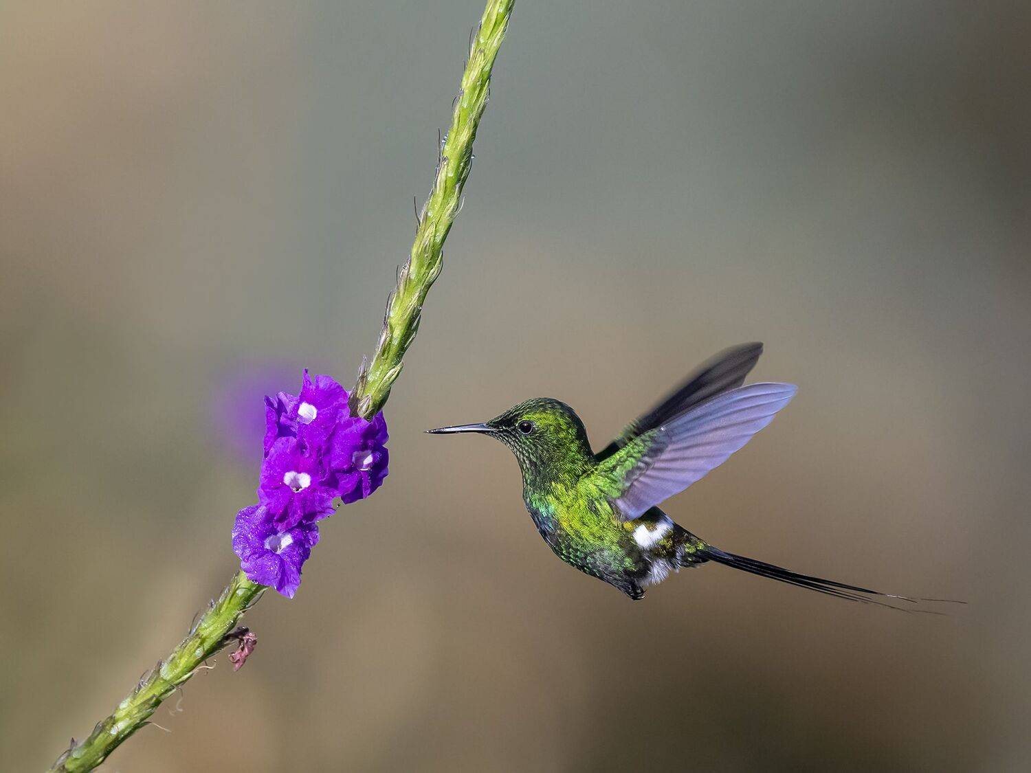 , Fernando Burgalin Sequeira