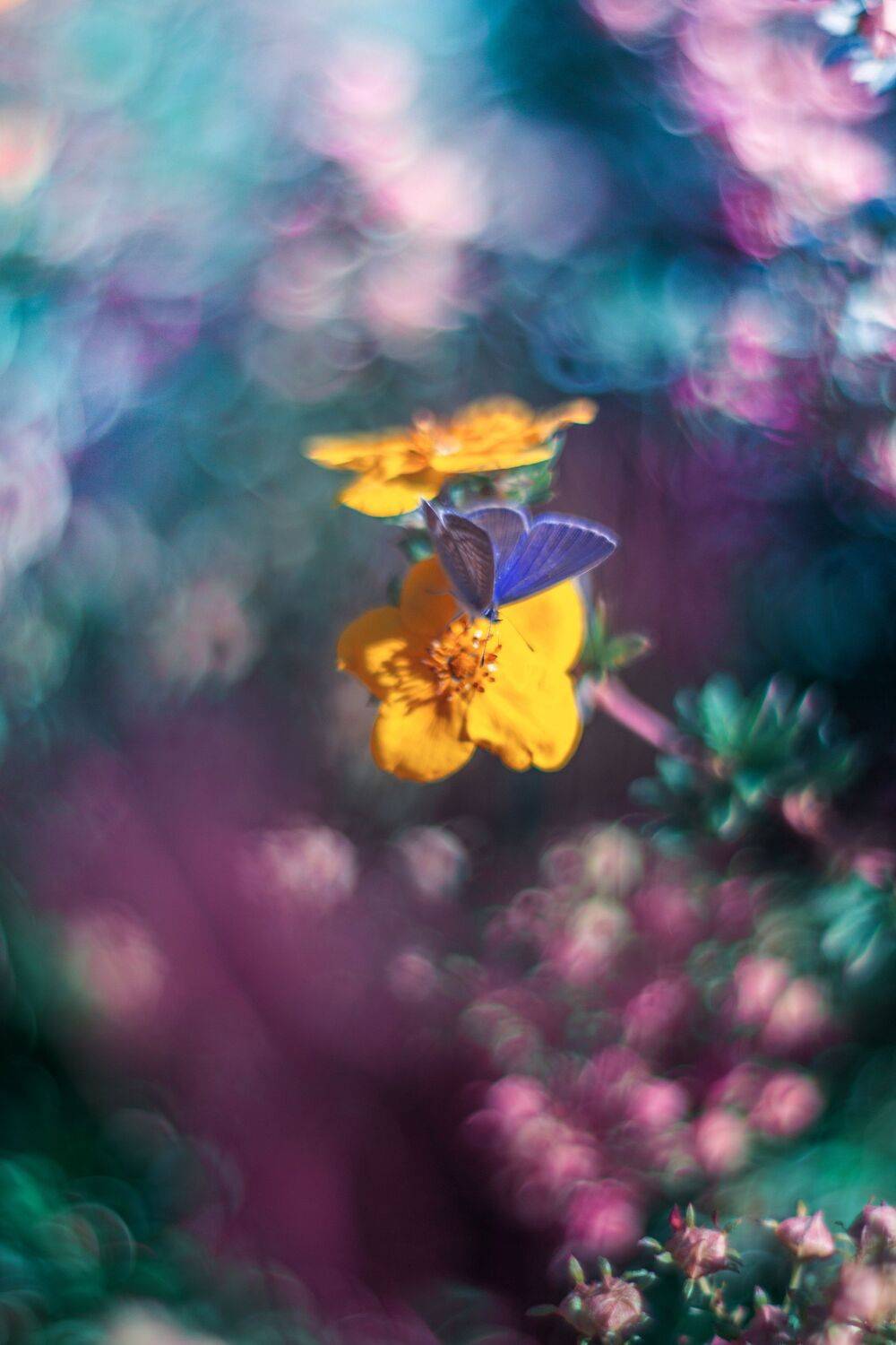 green,blue,bokeh,flowers,butterfly,zenit,helios,nikon,light,nature,exterior,, Борислав Алексиев