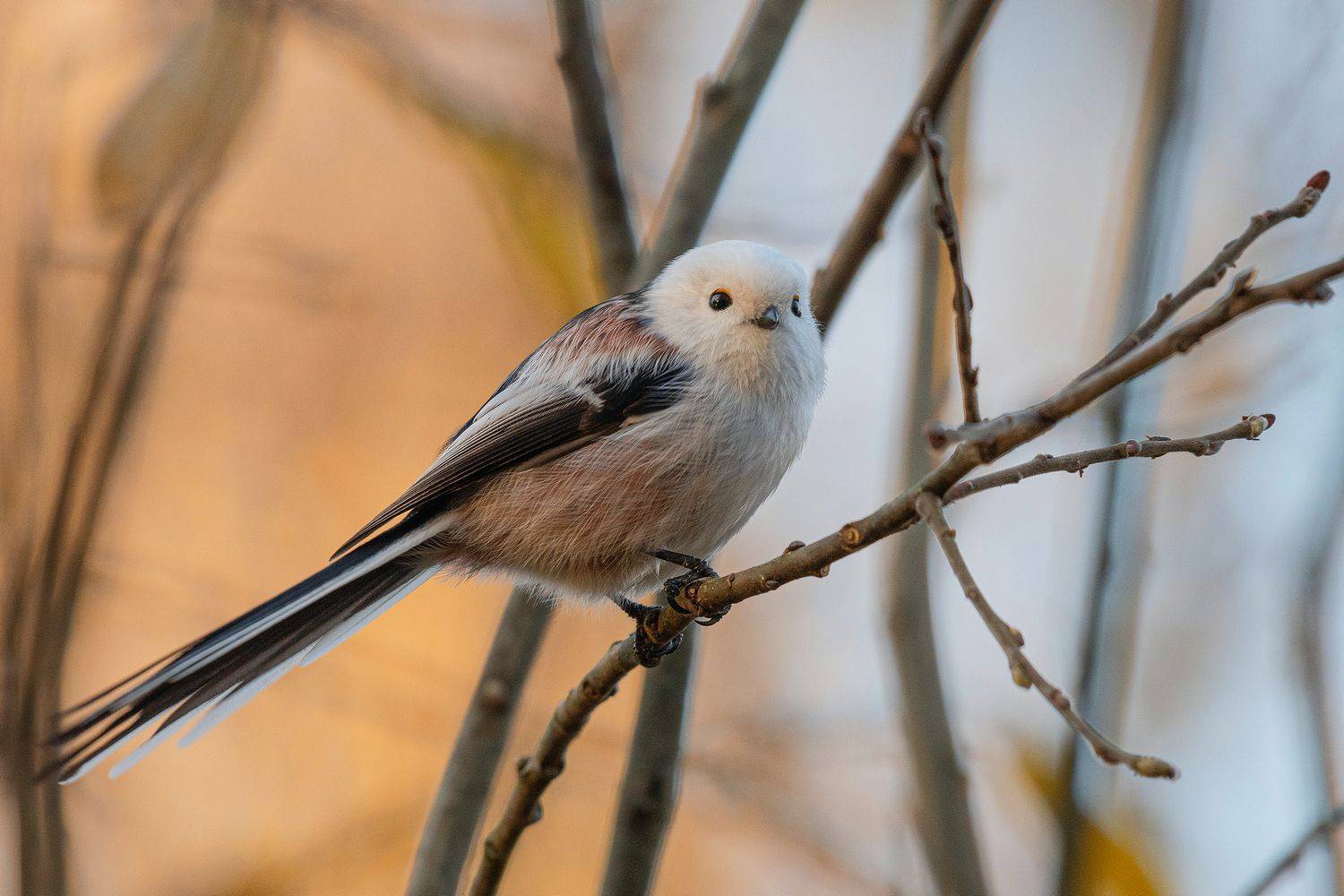 длиннохвостая синица ополовник, Руслан Сигушин