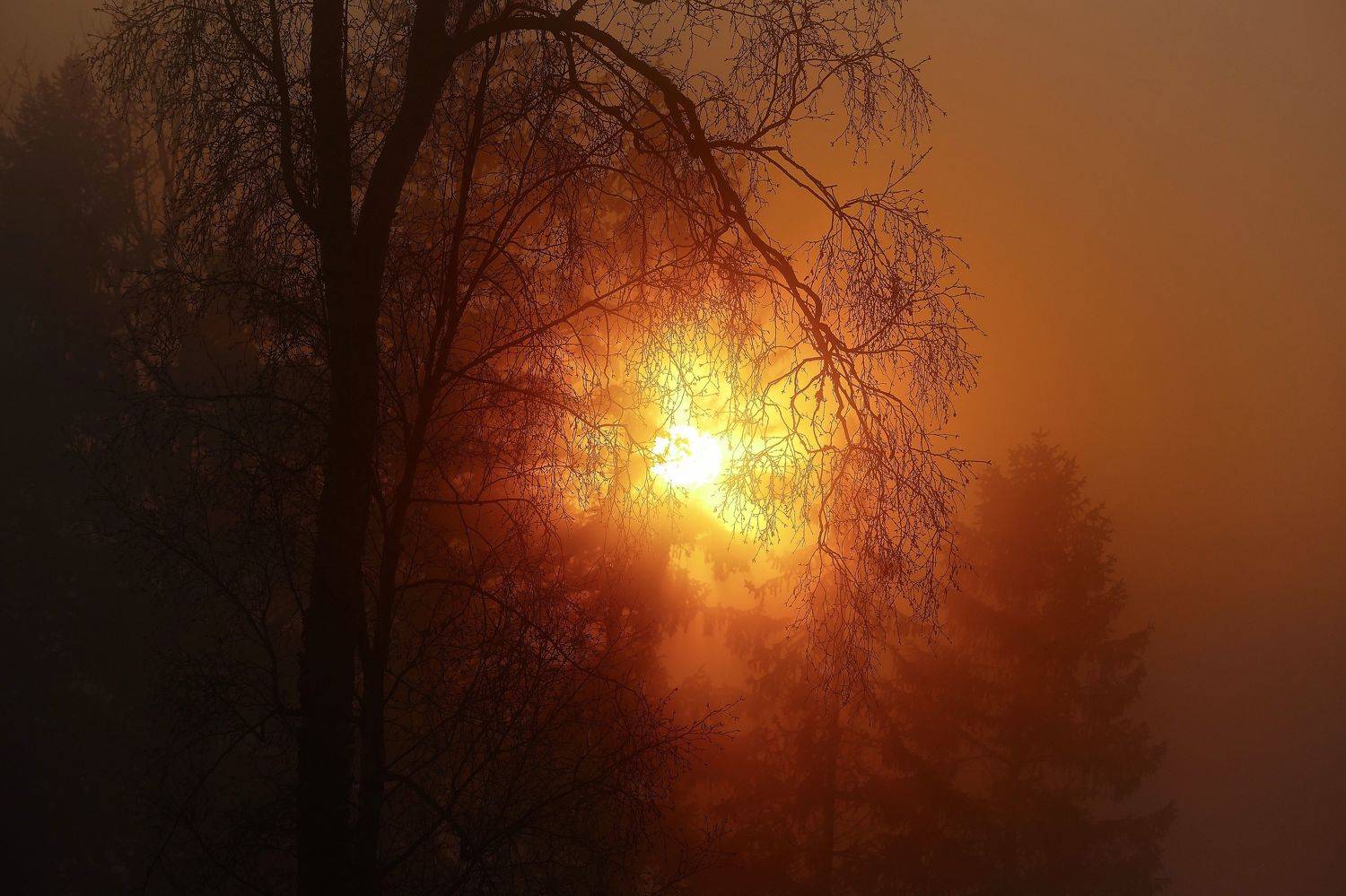 Landscapes, sunset, Norway, sunlight, sun, light, tree, silhouette, colors, nature, , Svetlana Povarova Ree