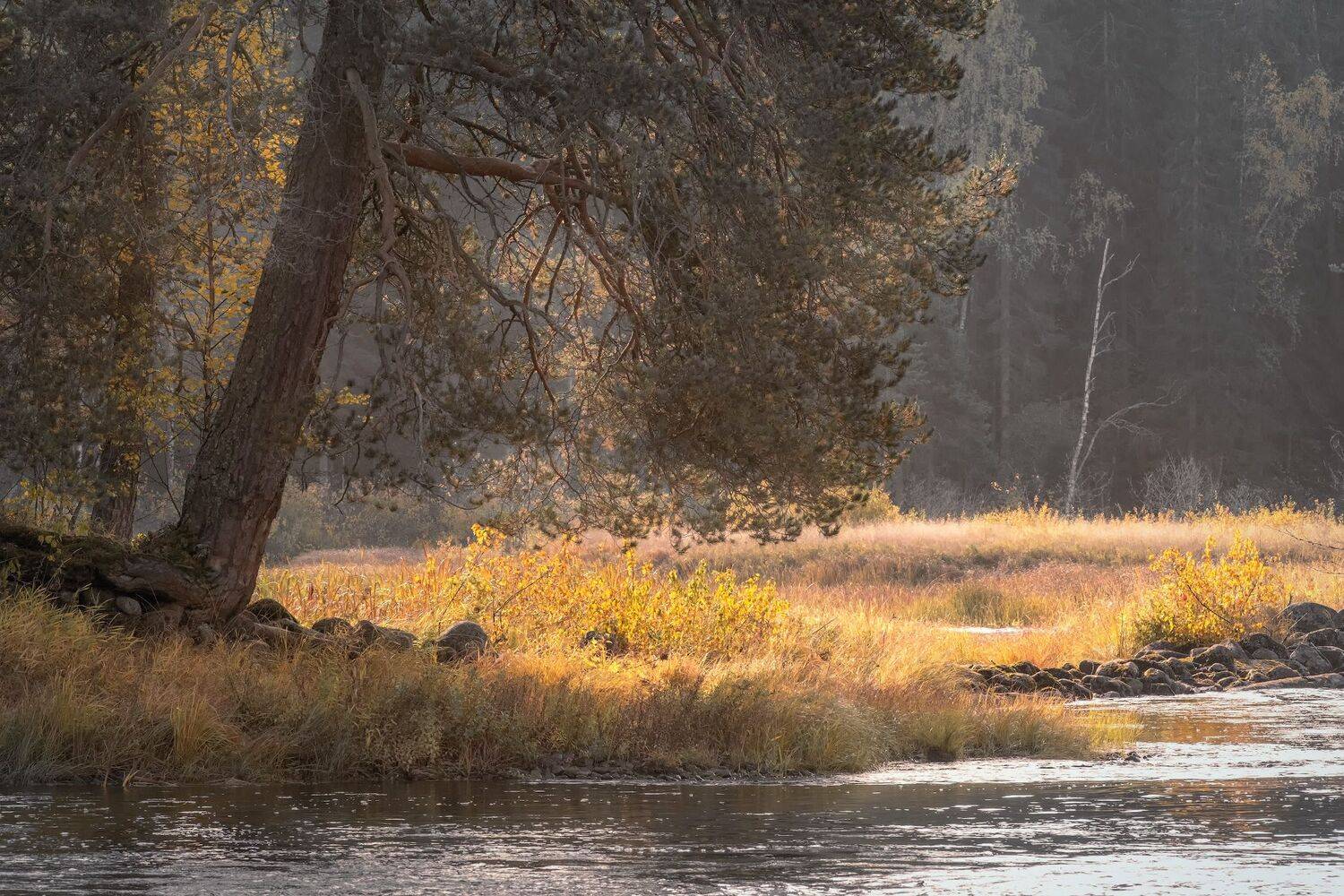 осень, река, вода, дерево, солнце, лес, камни, желтый, золотой, сентябрь, пейзаж, природа, путешествие, карелия, Андрей Чиж