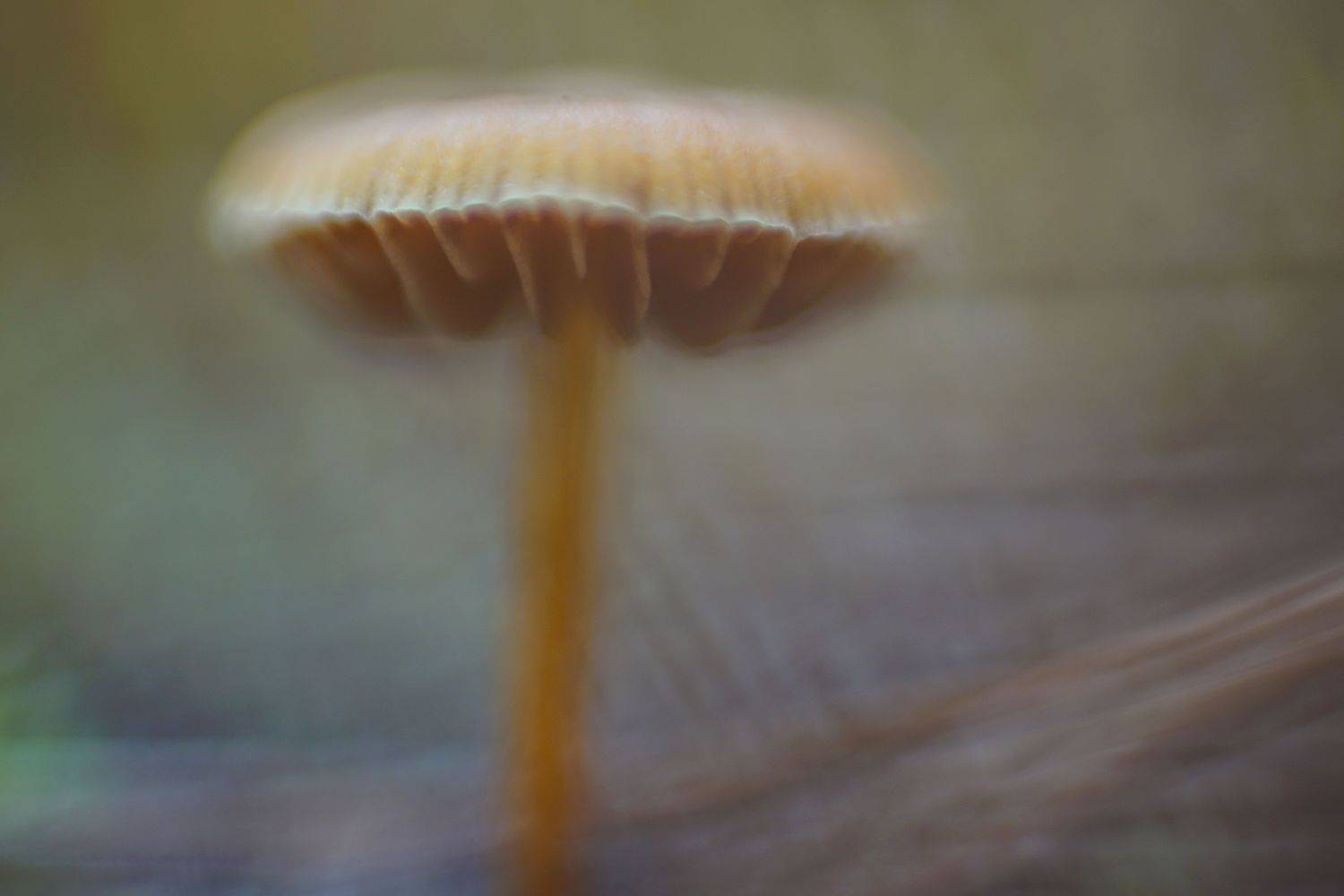 гриб поганка макро лес, Виктор Квасов