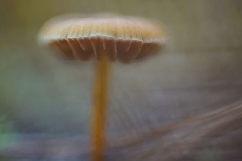 гриб поганка макро лес Живописные поганки фото превью