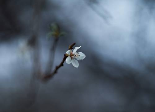 О триумфе октябрьской жизни.