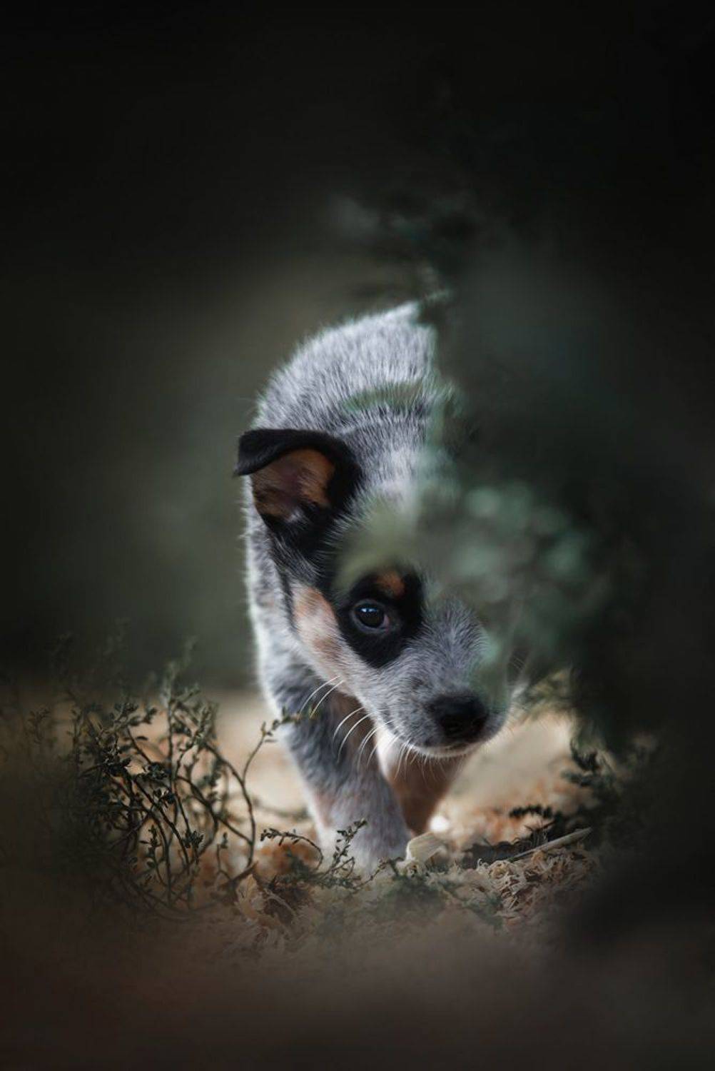 австралийскийхилер, щенок, арленрус, Юлия Гончар