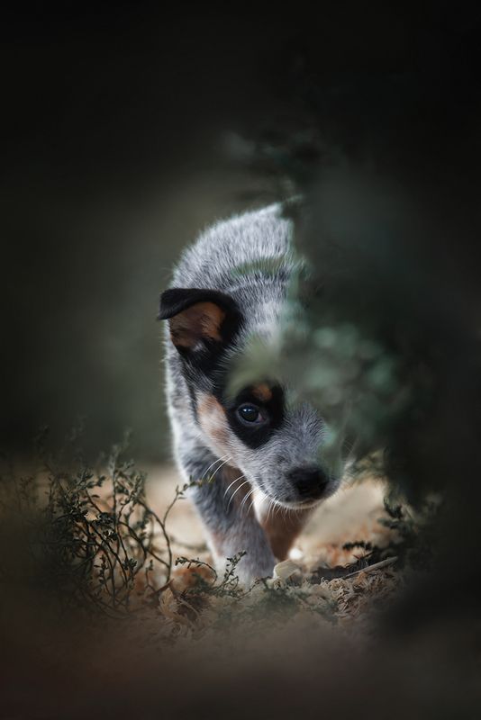 австралийскийхилер, щенок, арленрус АР Ягодка фото превью