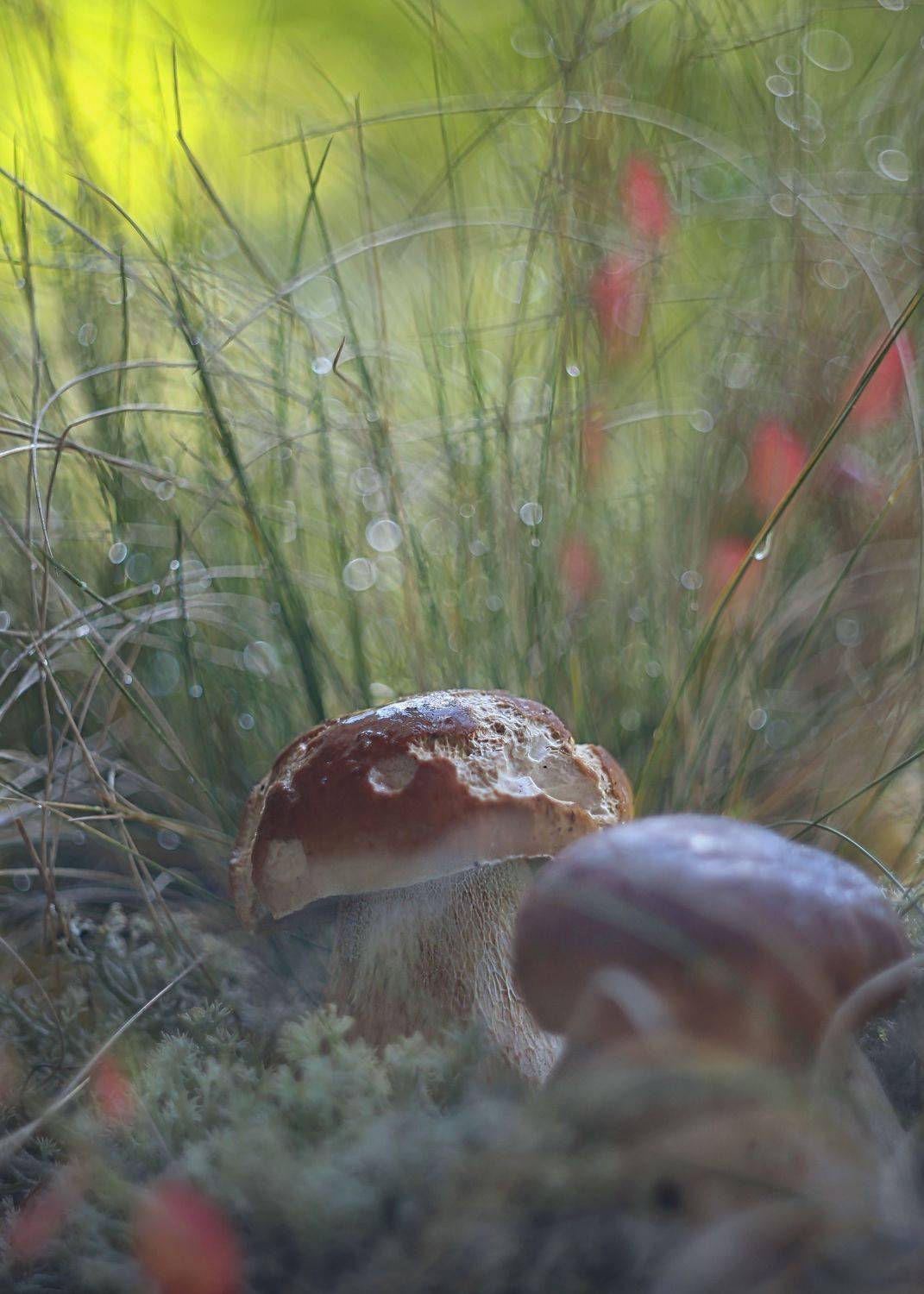 ,сказки осени ,волшебство утра, белые грибы, боке,жизнь, гелиос 44-3,ирина горюкина, Ирина Горюкина