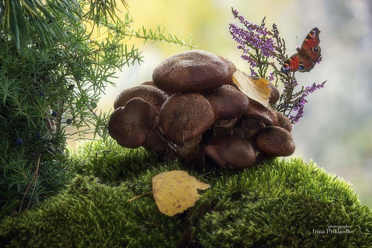 натюрморт, осень, грибы, опята, Ирина Приходько