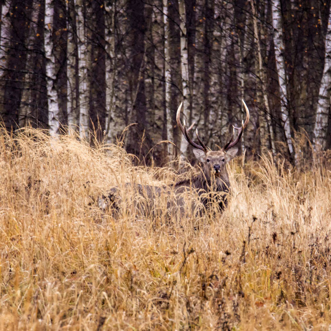 олень., Анатолий Салтыков