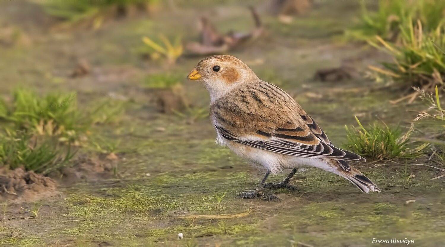 bird of prey, animal, birds, bird,  animal wildlife,  nature,  animals in the wild, snow bunting, пуночка, снегурочка, птицы, птица, Елена Швыдун