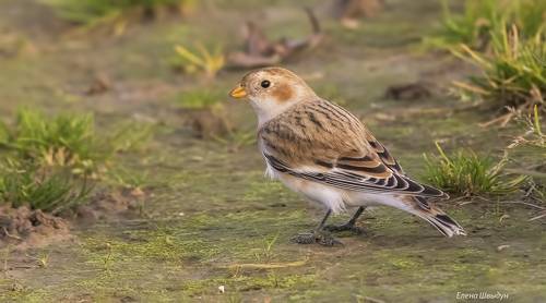 Snow bunting