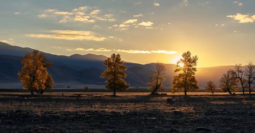 Pro золото Курая
