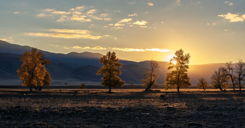 курайская степь, золото, утро, рассвет, тополя, лиственницы, алтай, республика алтай Pro золото Курая фото превью