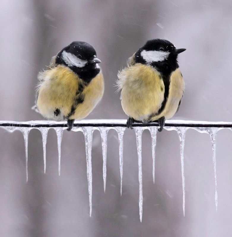 , птицы, синицы, сосульки, снег, холод, животные Ожидание фото превью