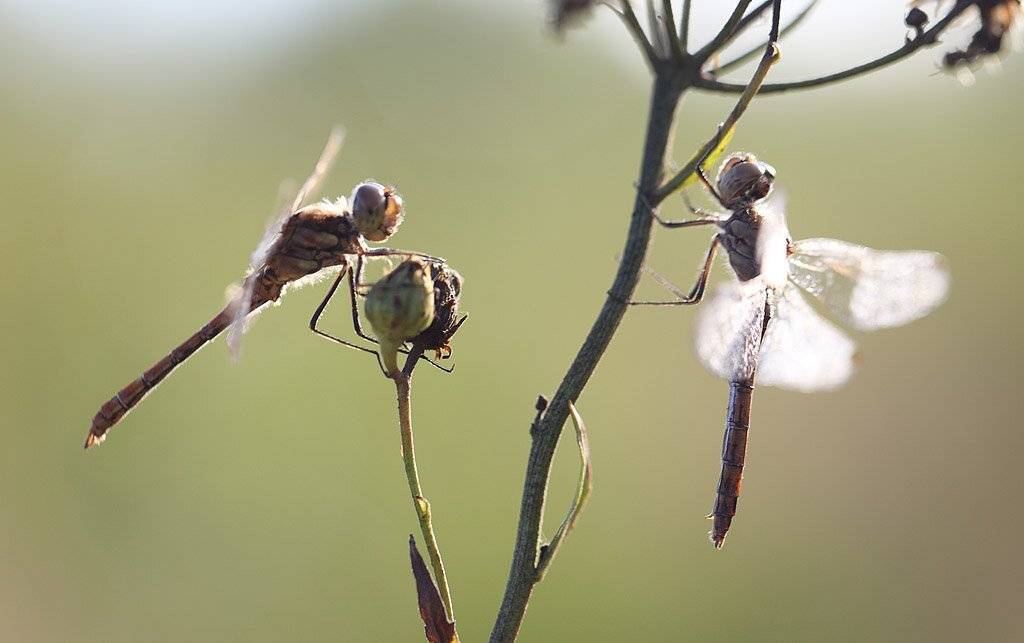 , Сергей Таланов