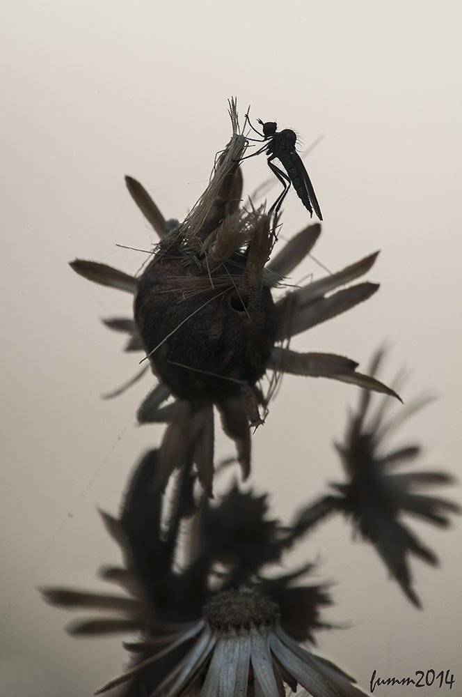 , Игорь ФУММ