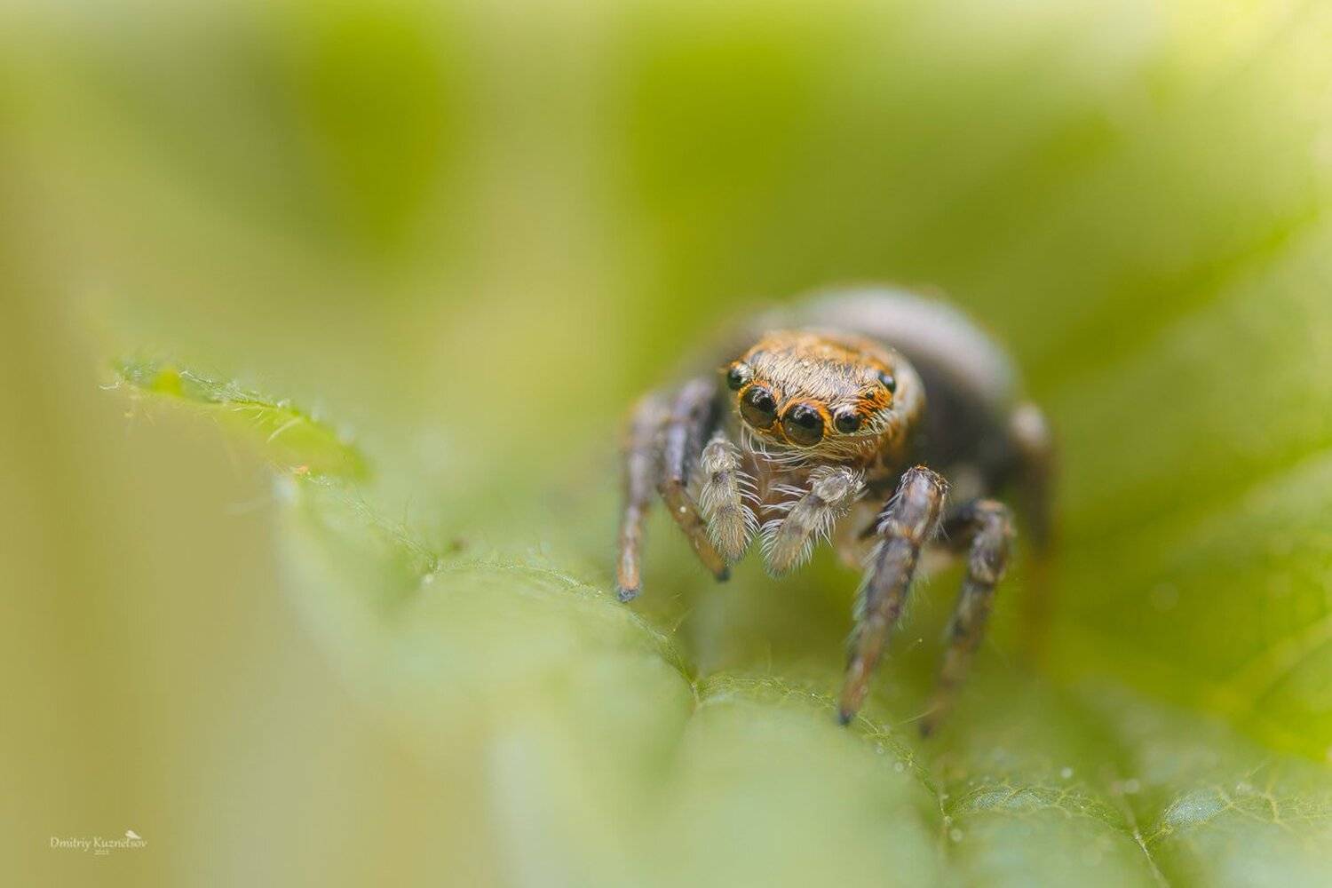 , Кузнецов Дмитрий