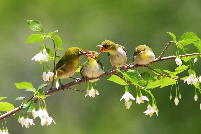 brooding фото превью