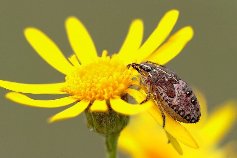 Дегустатор фото превью