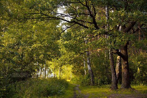 Forest