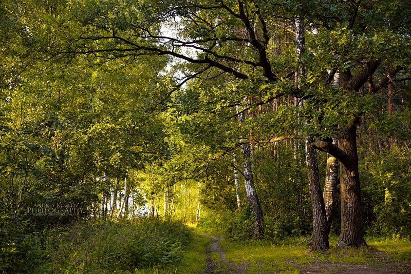 Forest фото превью