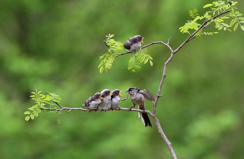 Aegithaslos caudatus\'s  Family фото превью