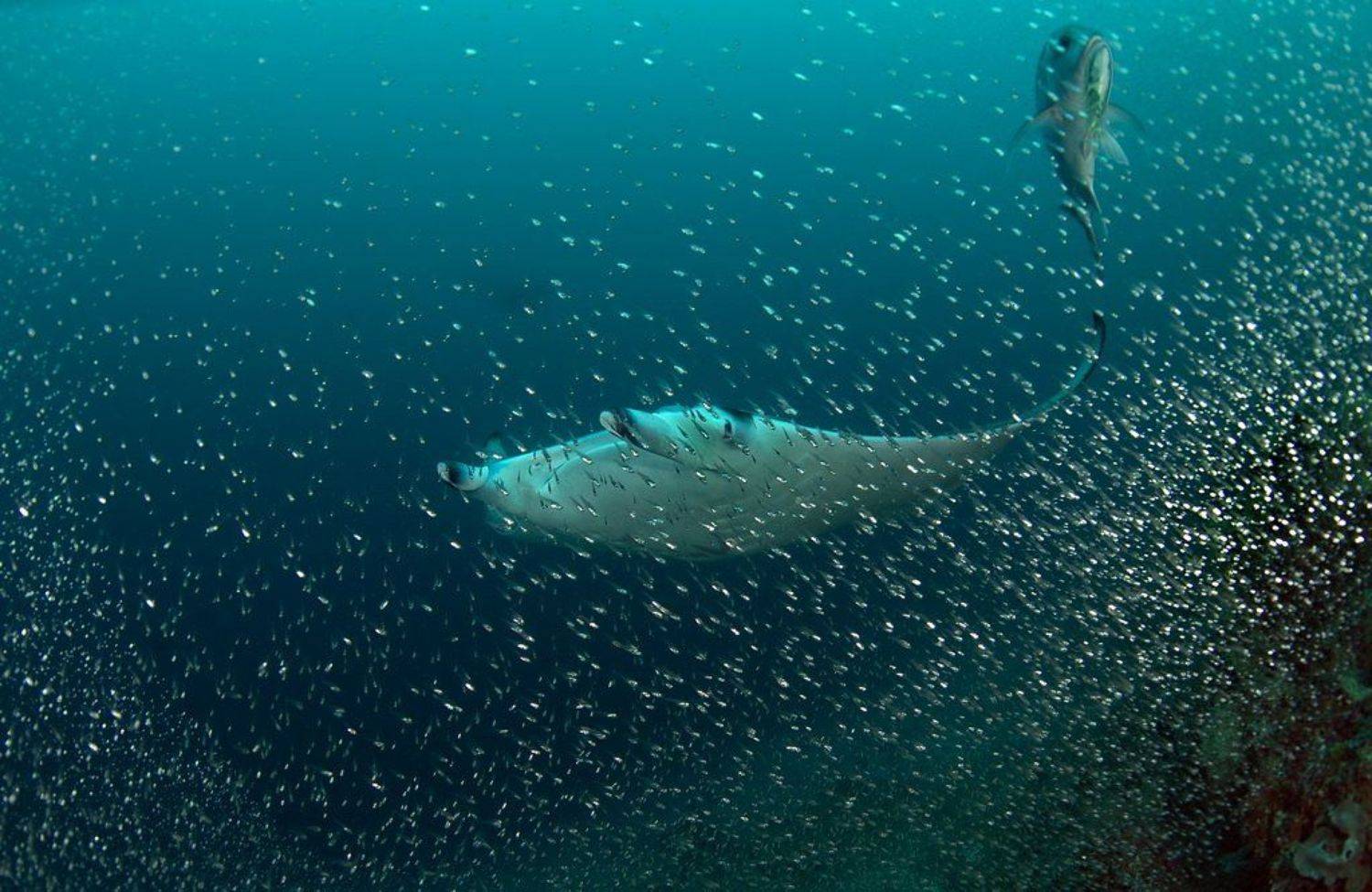 , Сергей Шевчук