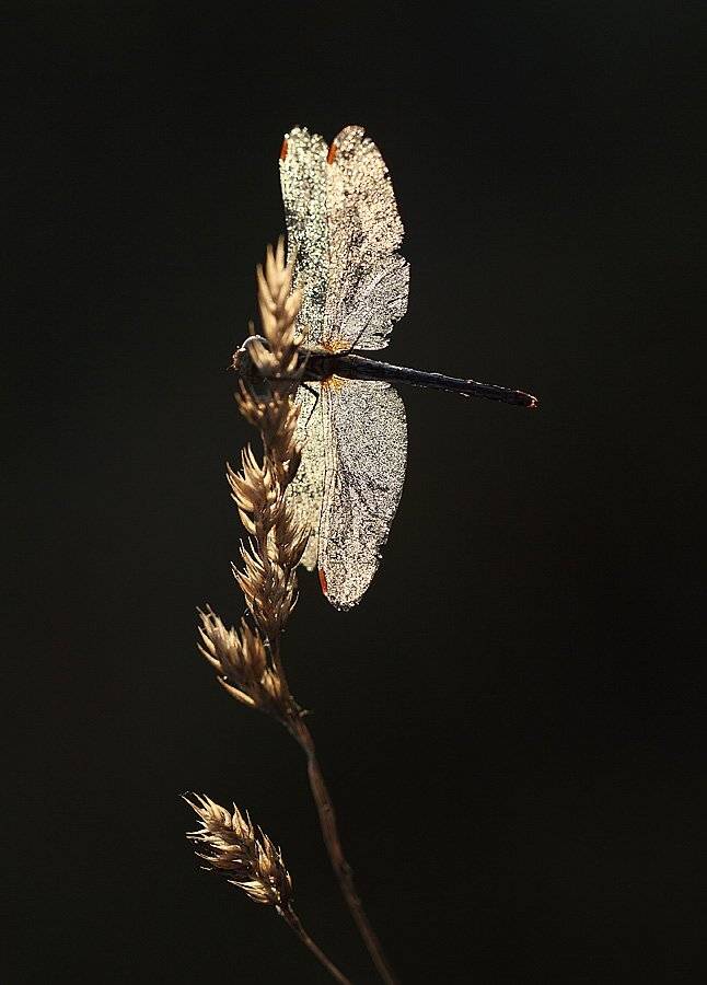 , Сергей Таланов
