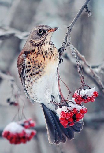 будни дрозда