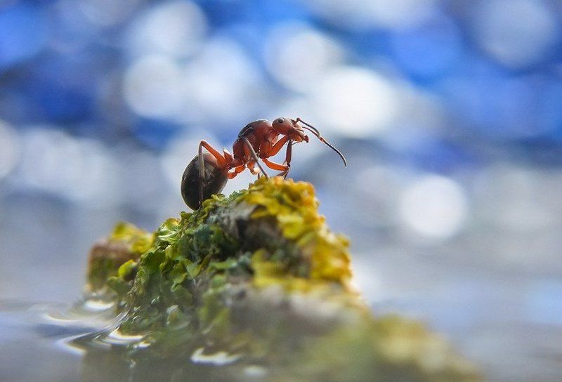 Мыслитель фото превью