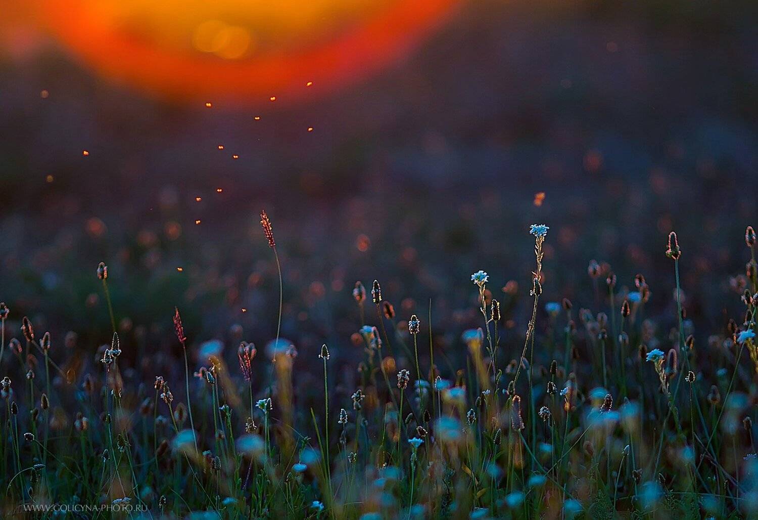 Лето, Новый день, Svetlana Golicyna