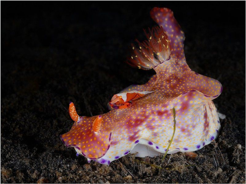 Император фото превью