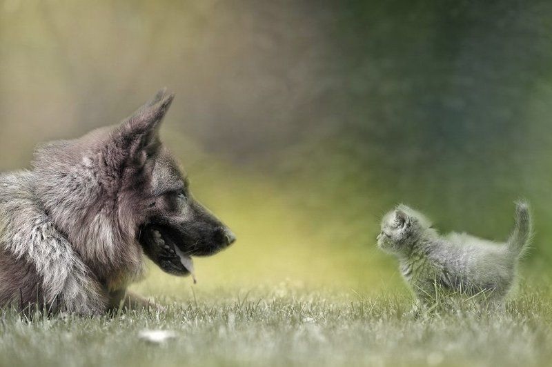 Дружба фото превью