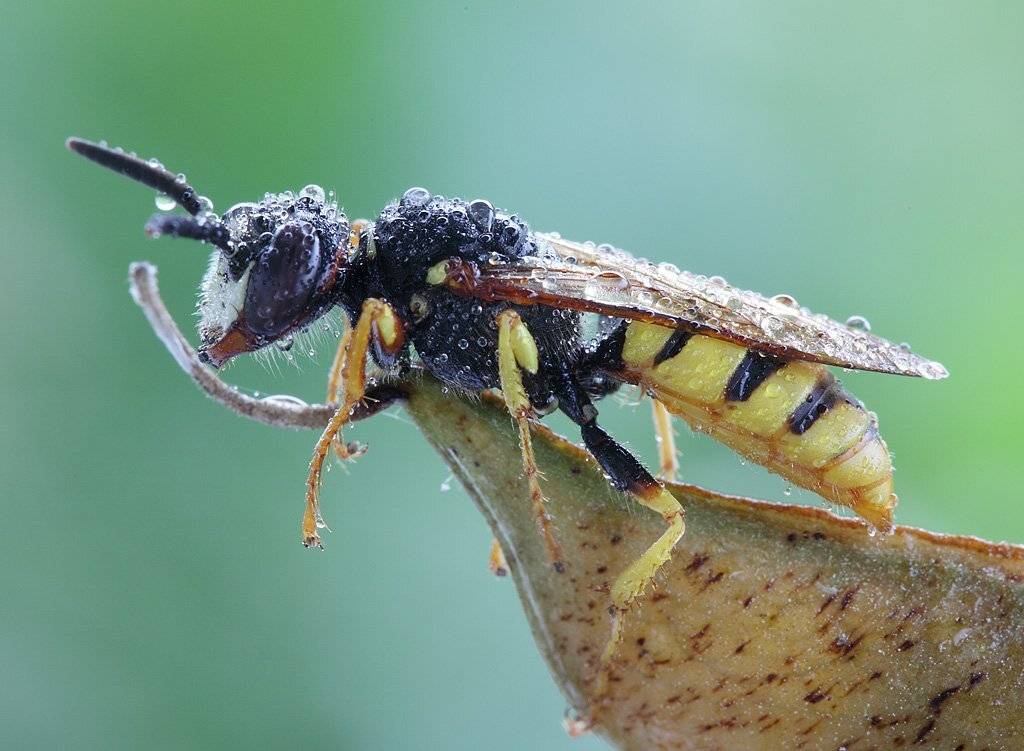 , Сергей Таланов