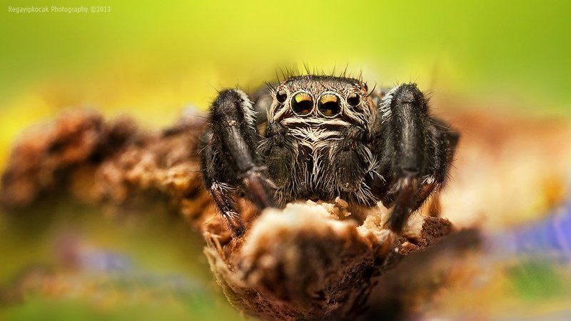 Jumper фото превью