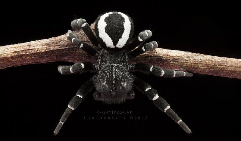 Eresus lavrosiae фото превью