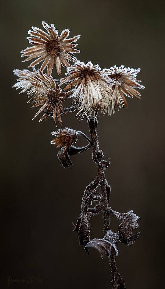 , Игорь ФУММ