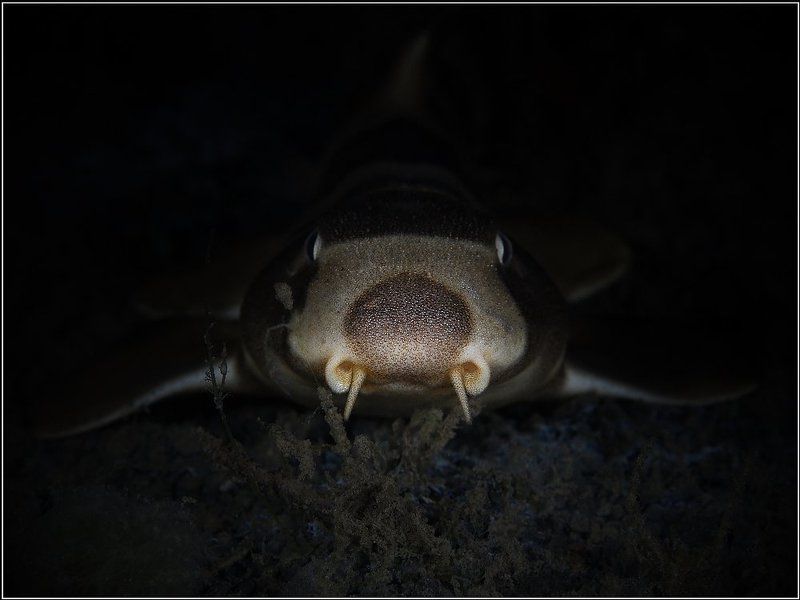 Нос фото превью