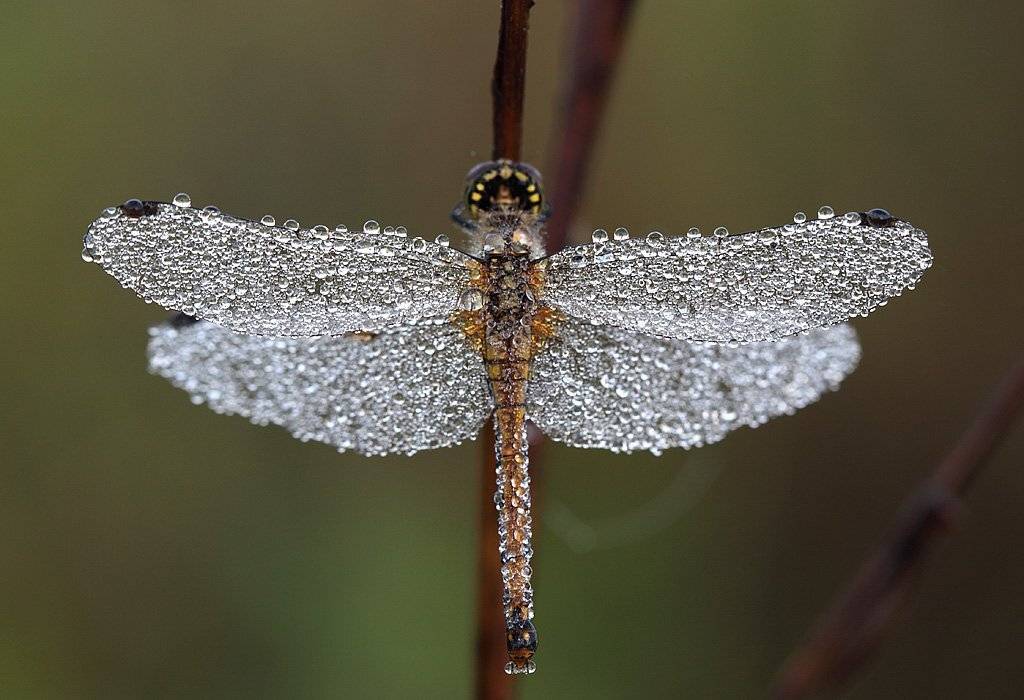 , Сергей Таланов