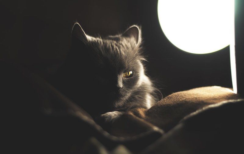 Alone, Animal, Animals, Cat, Eye, Light, Nikon, Nikon D90, Photo, Photography, Shadow, Кошка, Свет, Тень, Фото, Фотография  фото превью