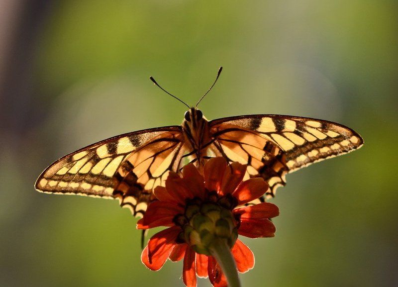 Воздушные очертания. фото превью