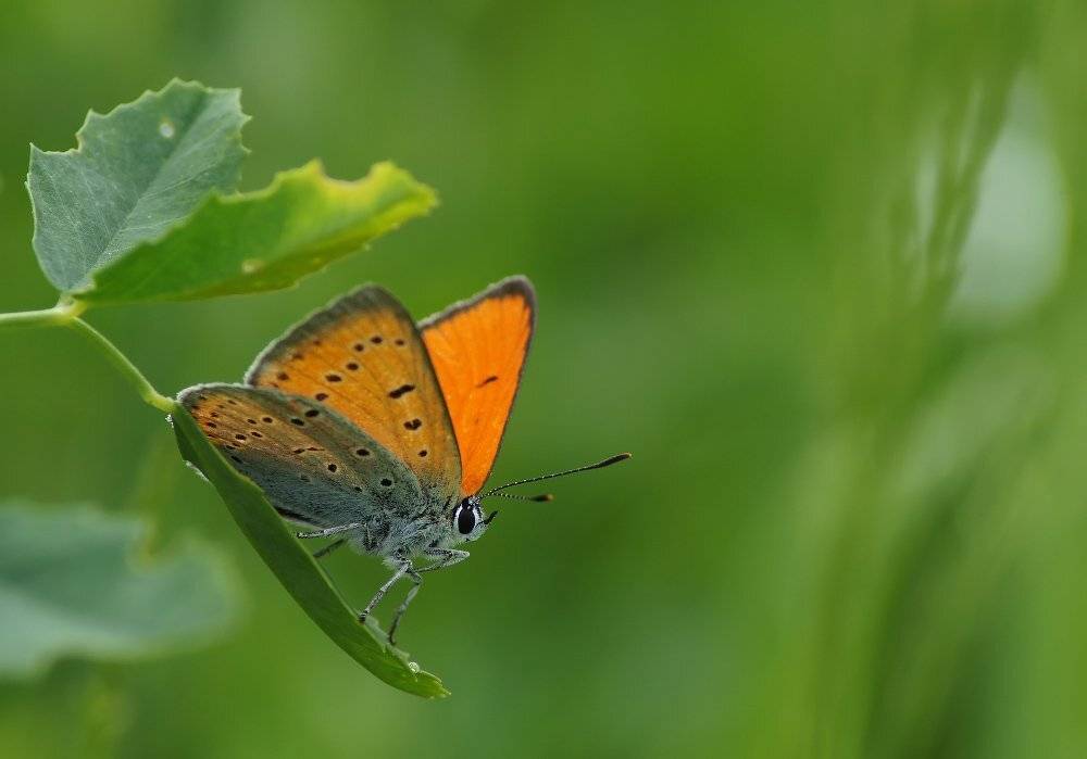 , Чепленко Алексей