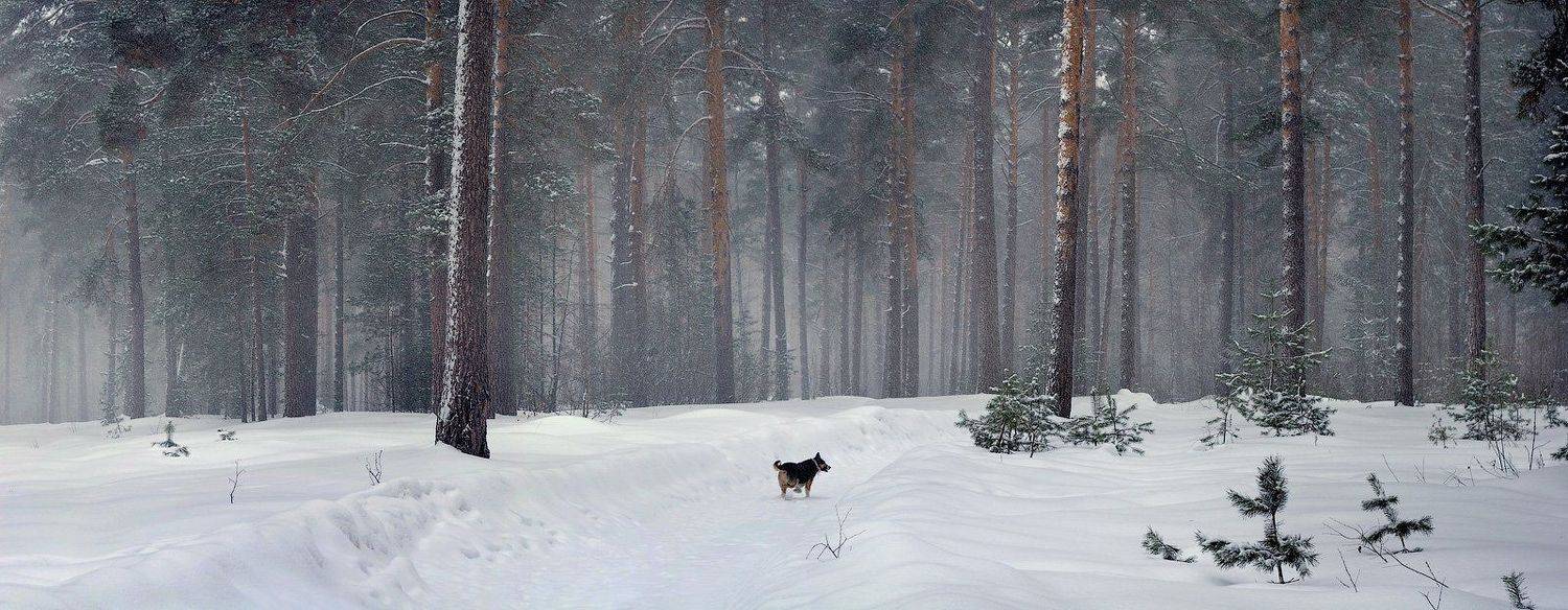 , Дмитрий Алексеев