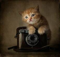 Фотокот