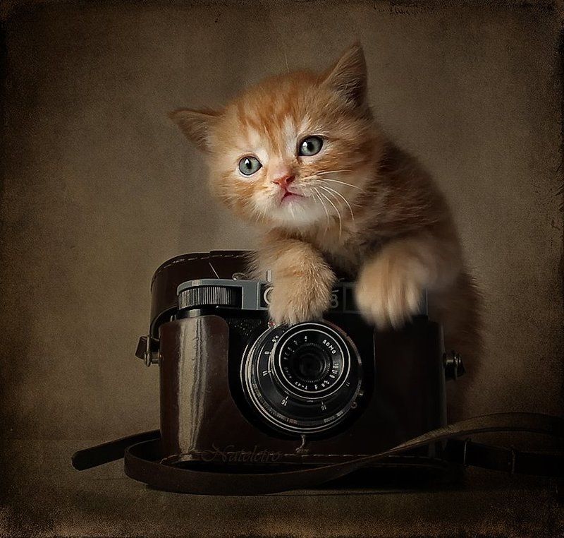 Фотокот фото превью