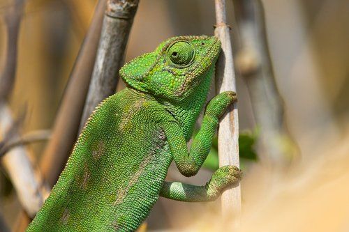 Пучеглазый