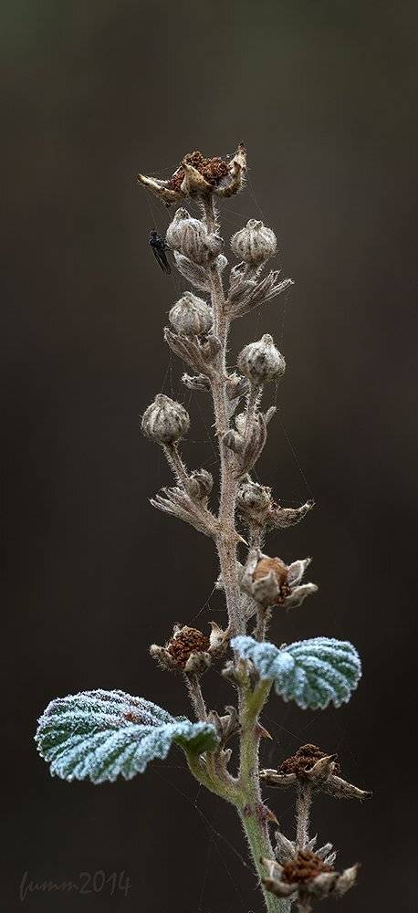 , Игорь ФУММ