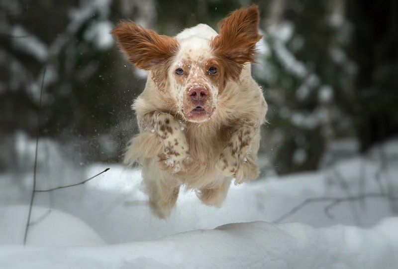 английский сеттер, красивые собаки, охота с английским сеттером, рыжий сеттер, саров, фотограф, животных, собака в движении, собака в прыжке, собака на прогулке, съемка собак, фото животных, фото собаки, фотограф Кто в космонавты крайний? фото превью